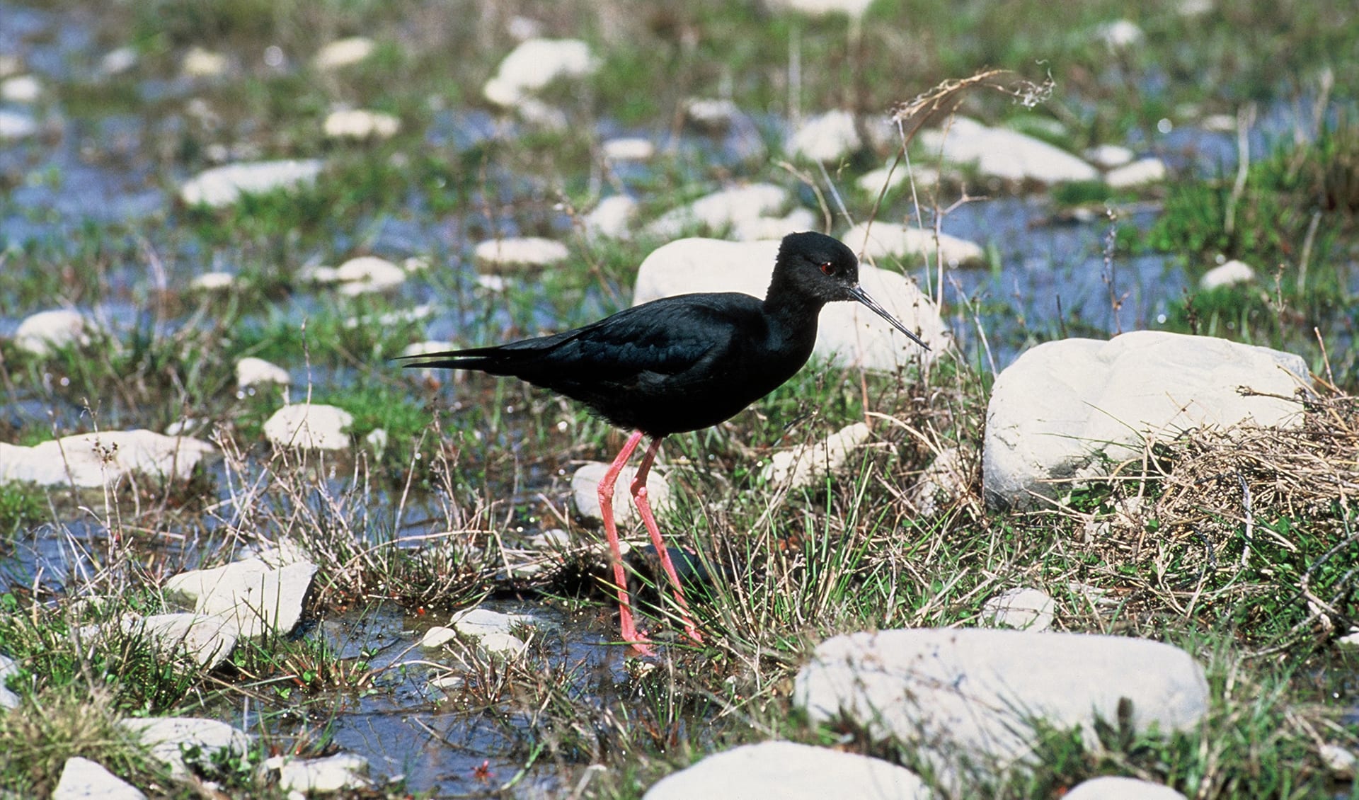 Black stilt facts, distribution & population BioDB